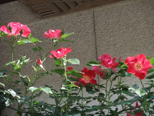 つる薔薇　ドルトムント　１.jpg