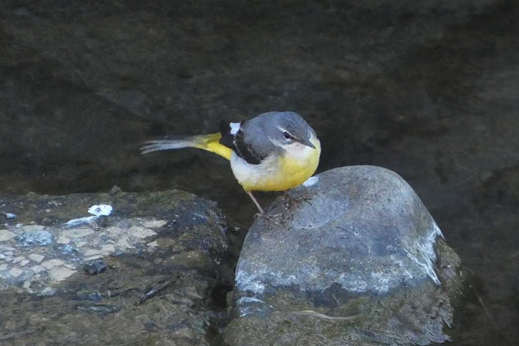 515
