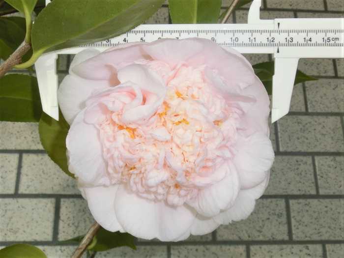 ツバキ「ミセス・D.W・デイビス・デスカンソ」 | 椿に夢中 - 楽天ブログ