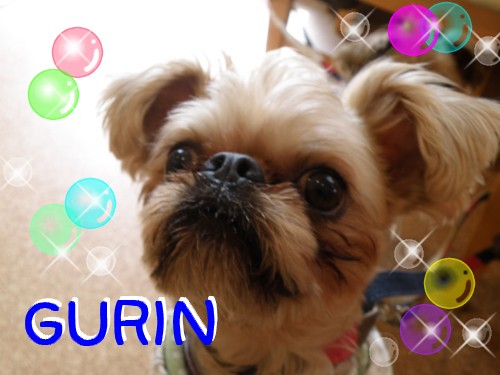 GURIN.JPG