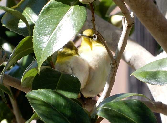 メジロとツバキ2