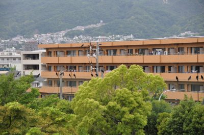 カラス  ルネ芦屋