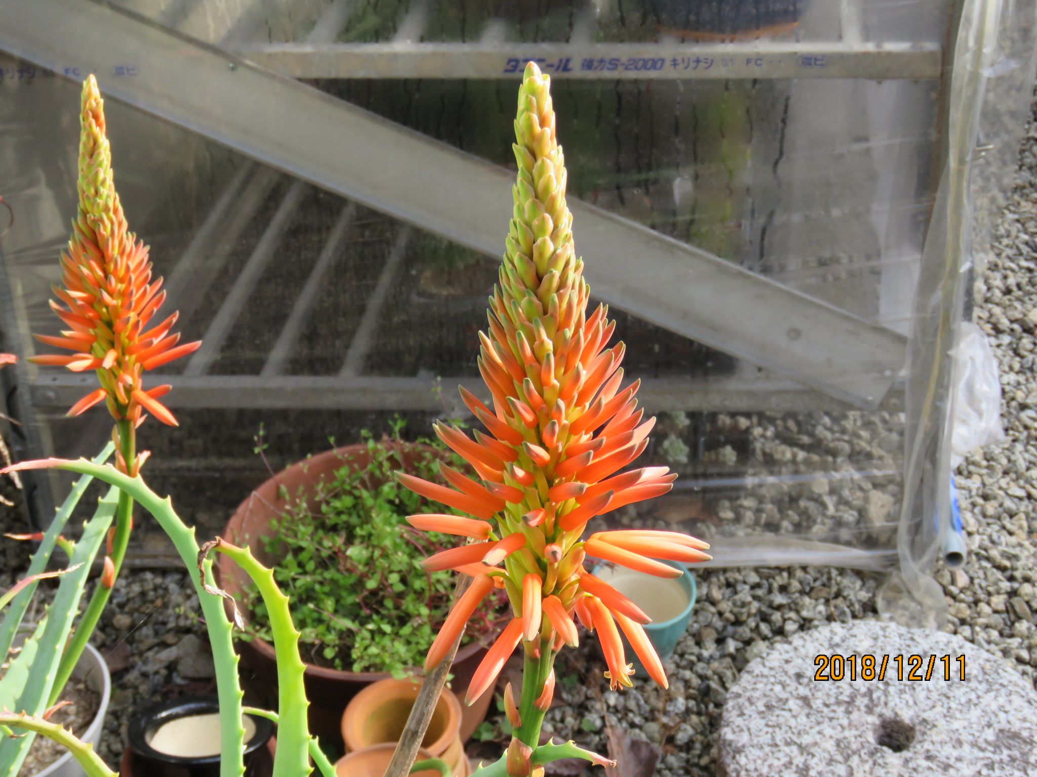 アロエ属 アロエの花 びびるタニサボ達 楽天ブログ