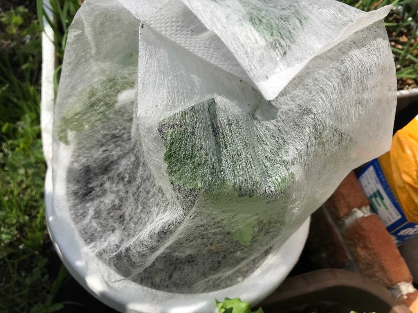 ズッキーニの虫除け ネコと野菜と私 楽天ブログ