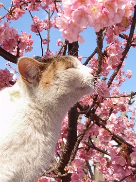 sakura-neko33-1.jpg