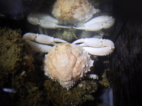 ケンナシコブシ（Urashima pustuloides）3　深海性カニ　熊野灘　水深350m