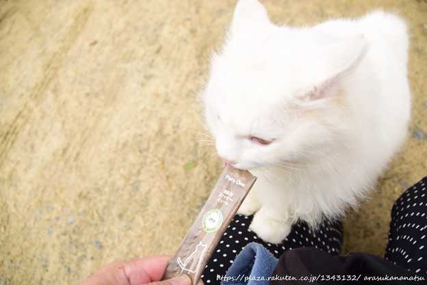 子にゃんこ乗せごめん寝猫ちゃん♡ - ピアス