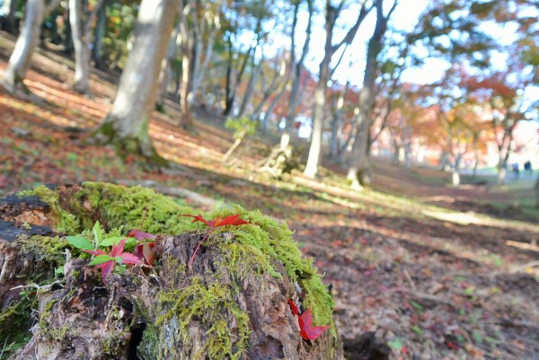 修善寺自然公園