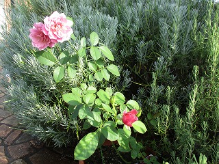 IMG_7287ss.jpg