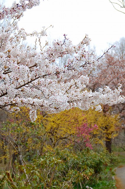 桜