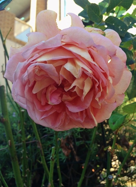 2014 rose