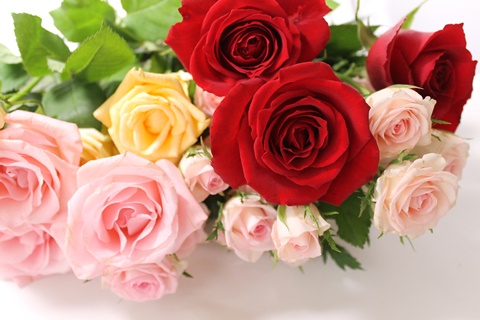 薔薇.jpg