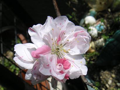 枝垂れもも白い花