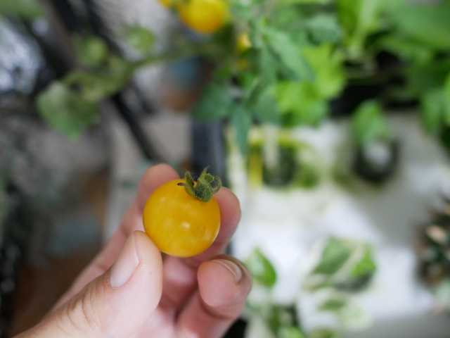 室内水耕栽培ミニトマト 収穫 べらんでぃずむ ベランダ菜園とか 楽天ブログ