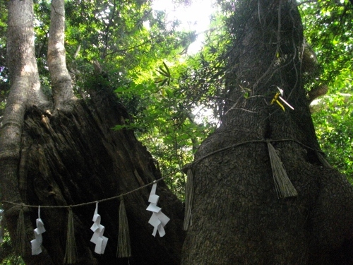 住吉神社武内宿禰お手植え楠 (1) (500x375).jpg