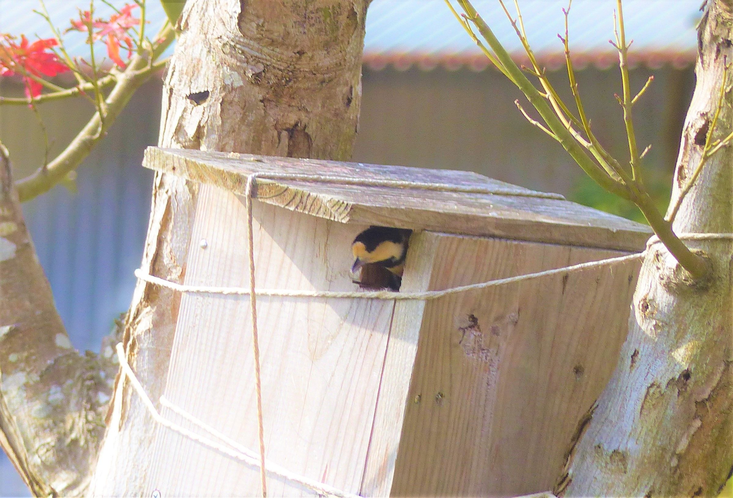 一番近くの巣箱に ヤマガラが 入りました オープンガーデン 楽天ブログ