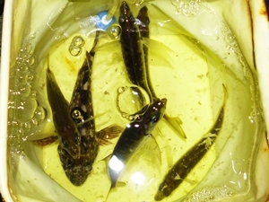 アジ１