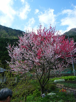 花桃の木