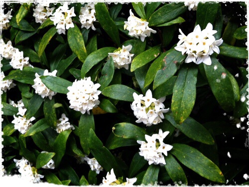 白い沈丁花
