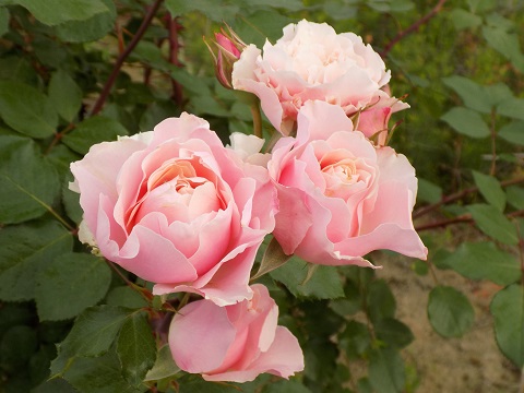 DSCN3727.JPG