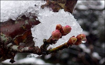 梅の花の雪140206