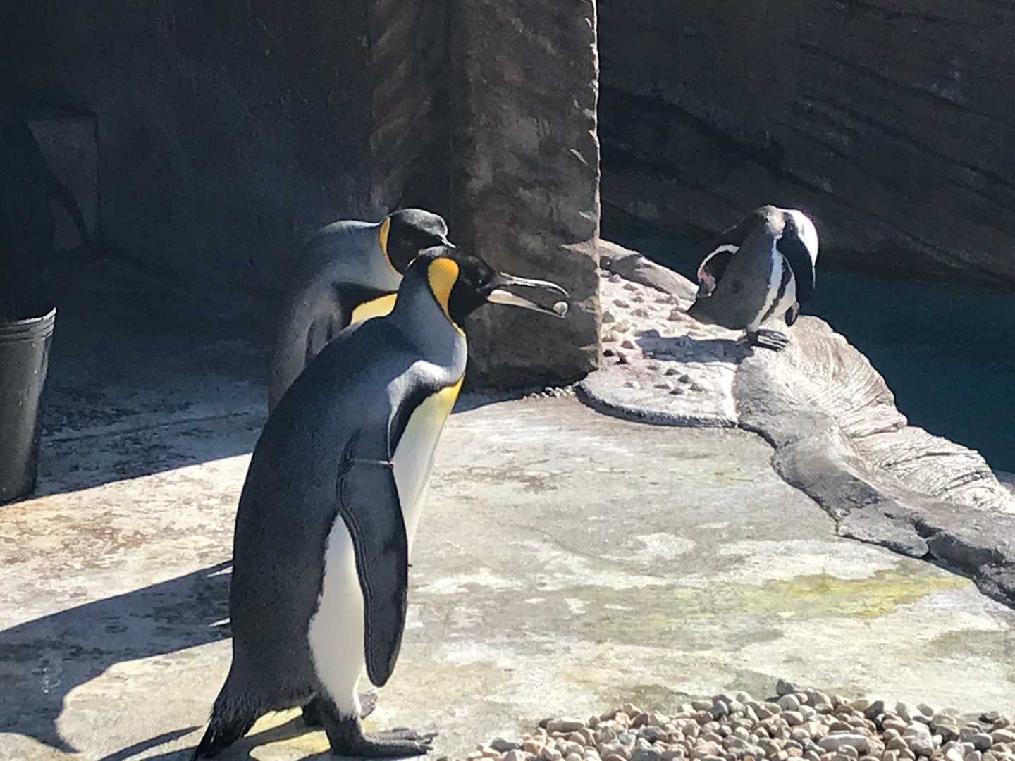 戻ってきたキンペーたち 今日は誰と会えるかな だいたい東山動植物園 楽天ブログ