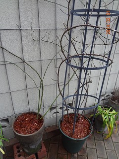 DSC04605.jpg