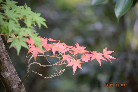 DSC_0155.JPG