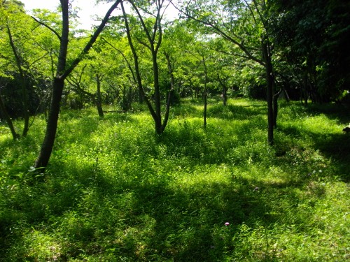 衣笠城本丸 (2) (500x375).jpg