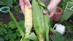 DSCN7387.jpg