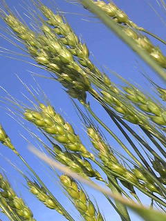 wheat1.jpg
