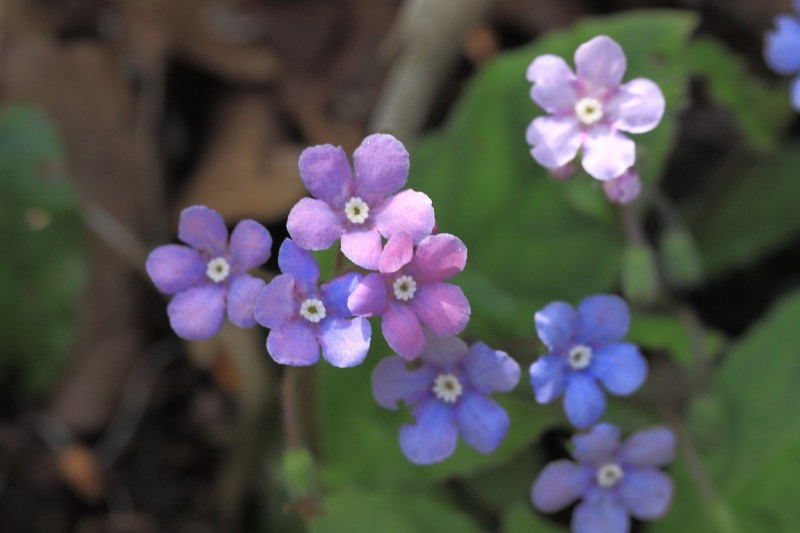 金剛山の花々_002.jpg