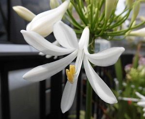 アガパンサスの開花 オーニソガラム アラビカムの球根の掘り上げ のんびりガーデニング 楽天ブログ