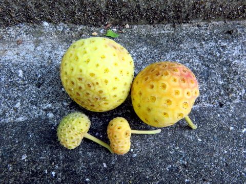 ご近所の常緑ヤマボウシの果実が黄色に熟れて歩道にポトン ポトンと落ちだしました 三田のいのしし 見て歩き日記 楽天ブログ