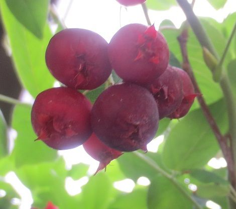 ジューンベリーの赤い実 アトリエもこの適温生活 楽天ブログ ジューンベリーの赤い実 アトリエもこの適温生活 楽天ブログ