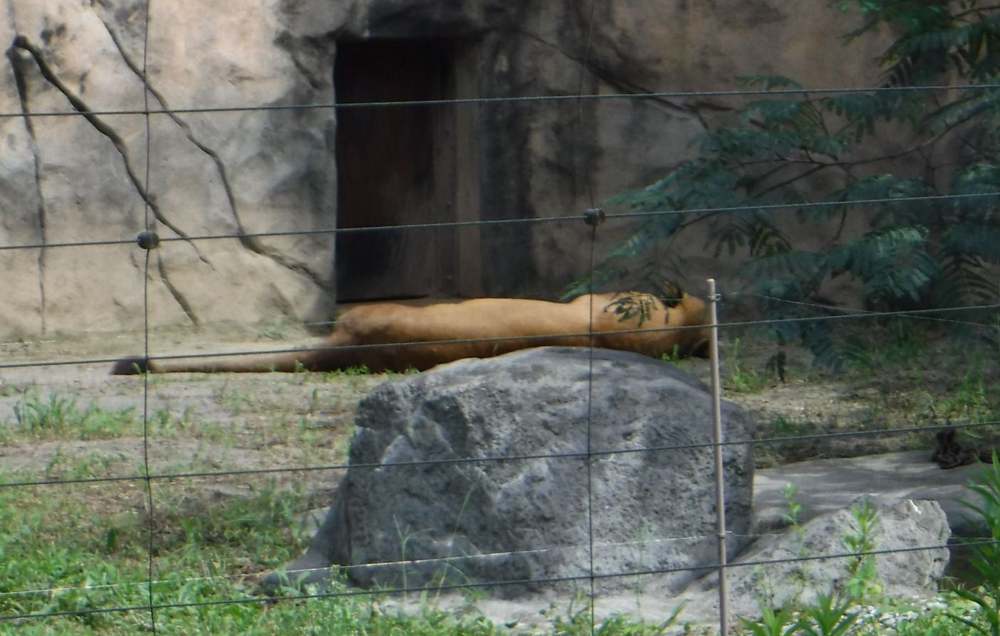 仙台市動物園のライオン 永眠 サッカーと犬とゲーム 楽天ブログ