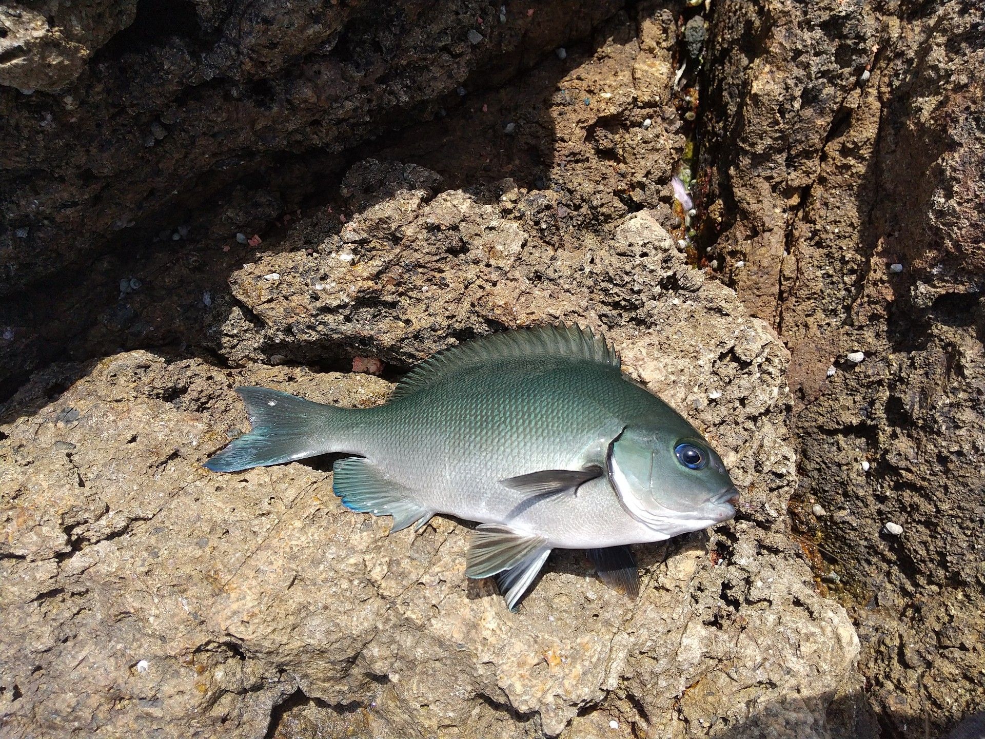 6 27 串本地磯右側 梅雨グレ せいg の釣りブログ 楽天ブログ