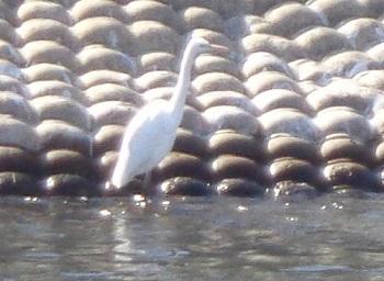 氷点下10度、窓ガラスの氷の花 画像付 | 諏訪湖のほとり(山岡弘道