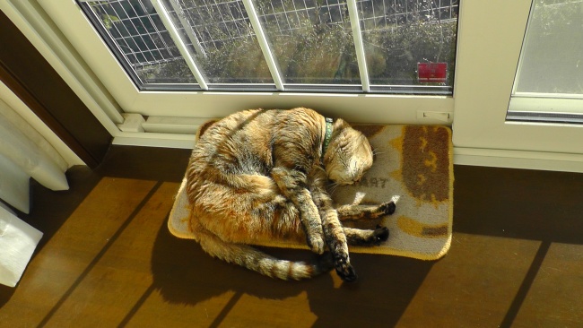 窓際で寝そべる猫