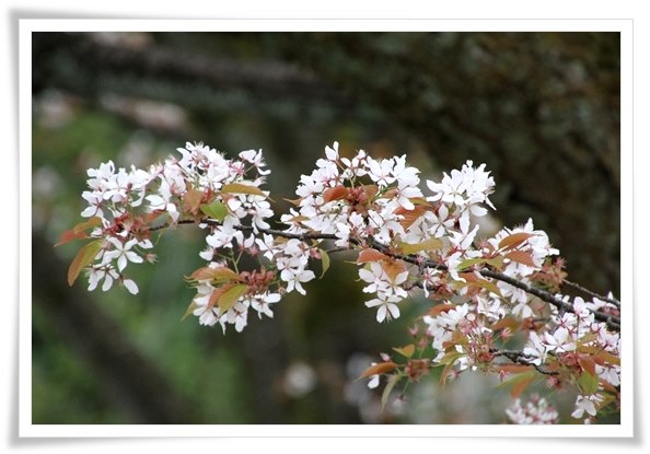 奥卯辰山健民公園・大池-10 15.4.13