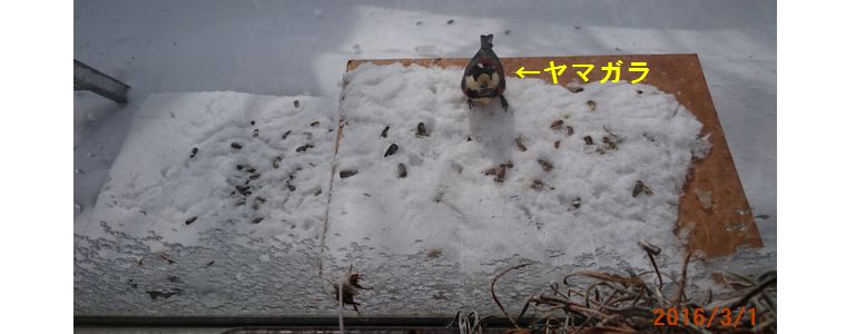 ３／１ヤマガラ.jpg