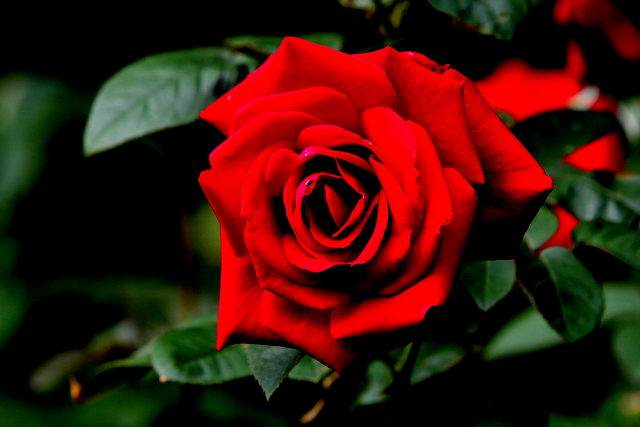 深紅の薔薇.jpg