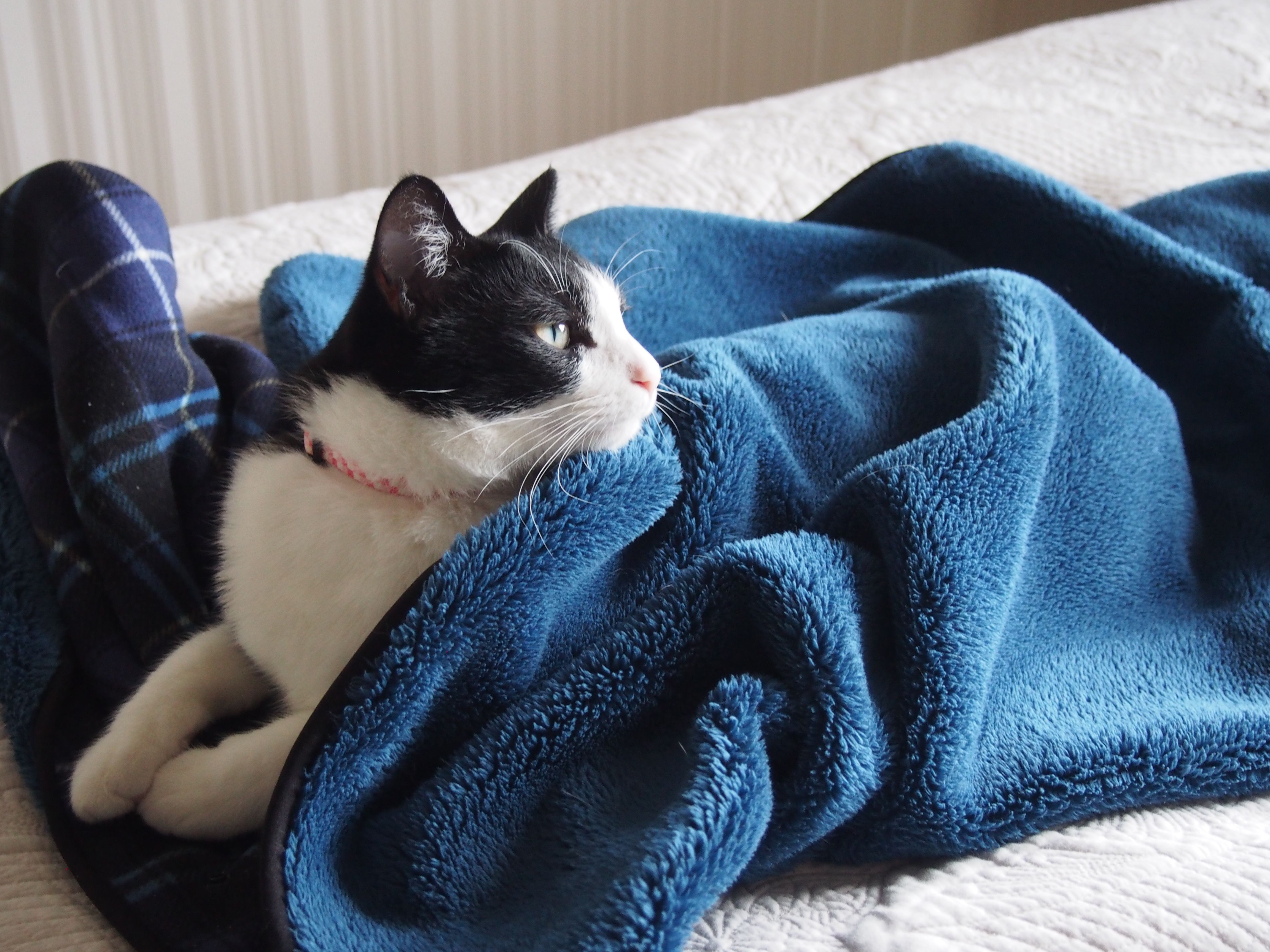 寒さに弱い北海道猫 ねこと一緒のおだやか生活 楽天ブログ
