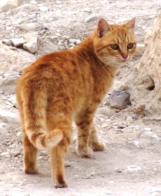 ショーバック猫