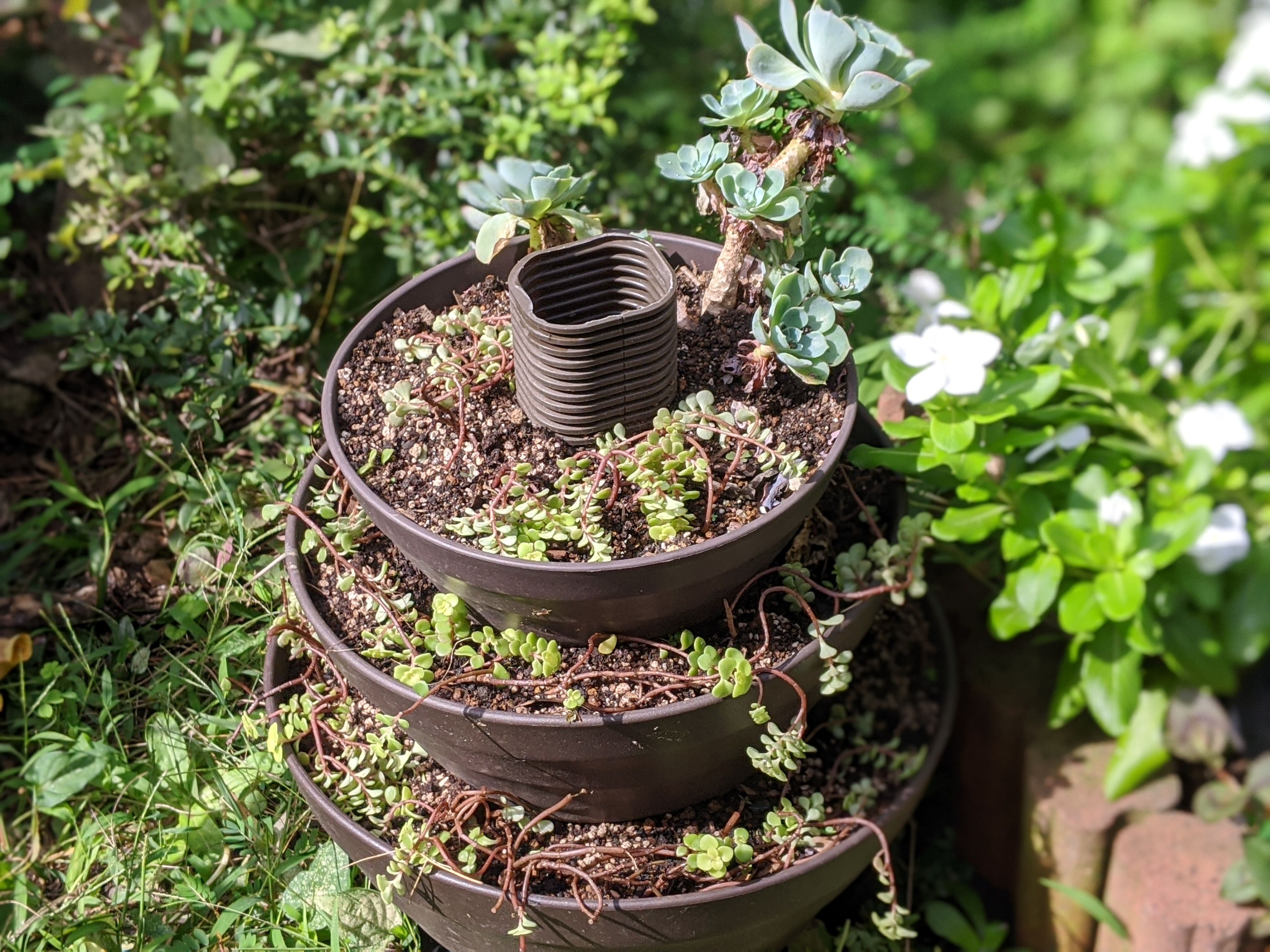 タワー型プランターに多肉植物 ぐり んおあしす Oniwa Cafe 楽天ブログ