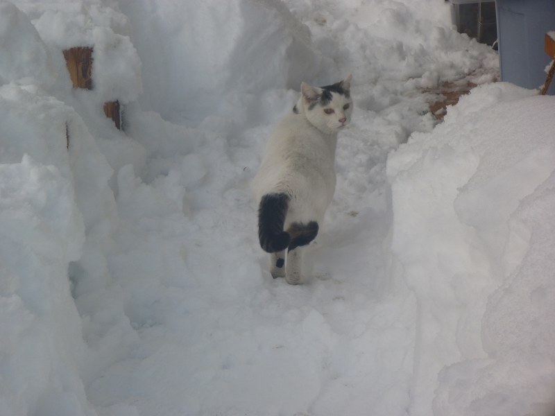 雪中のノラ。