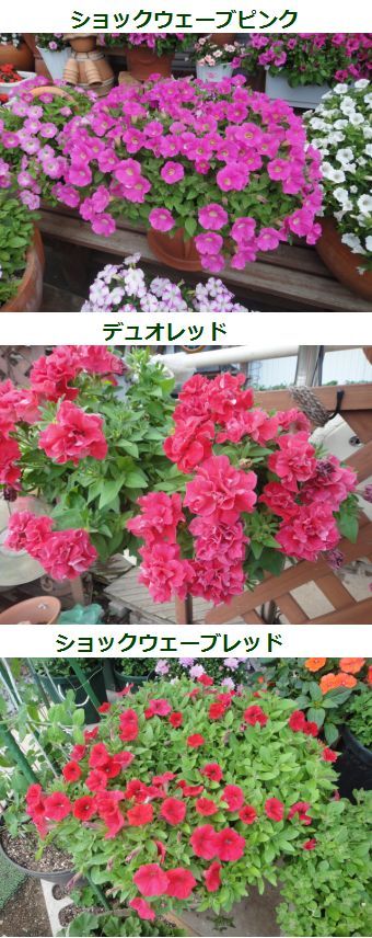 切り戻しペチュニアの再デビュー