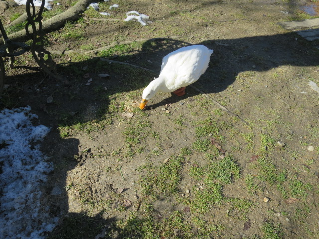 IMG_3118.JPG