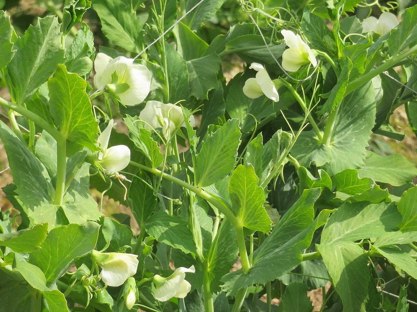 末娘孫と買物 花はエンドウ キヌサヤ だい のひとりごと 楽天ブログ