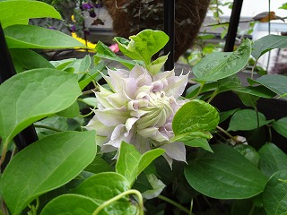 DSC00823.jpg